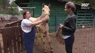 Приют для лошадей в Раменском: как списанные животные помогают детям с аутизмом