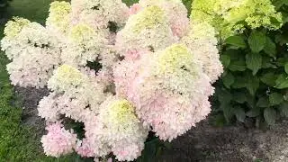 И это только начало 🥰 Пинкачу)))