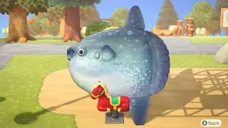 it’s sunfish time
