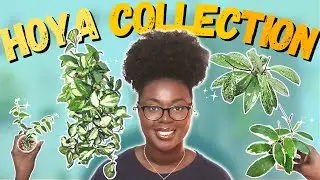 My 2023 Hoya Collection Tour!🌱 | Why These Hoyas Are THRIVING!✨