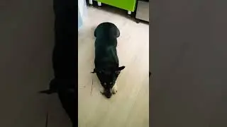 Соня