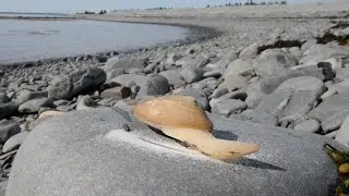 Clam licks salt with insanely long 