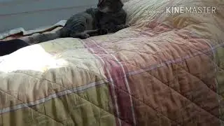 Ещё одно милое видео только в этот раз с кошкой Машей