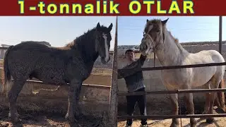 OTLARNI ZORLARI. OT BOQISH SIRLARI ☎️ +998 91-654-11-69