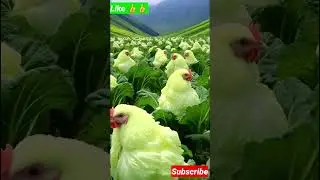 Ary Kia Apne Dekhi Asi Murgyaaa🐔🐔🐔 #shorts