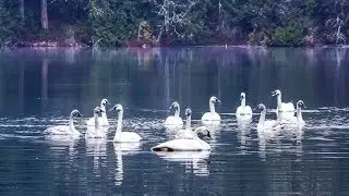 The REAL Swan Lake: Trumpeter Swans by the Hundreds Taking Flight (HD)