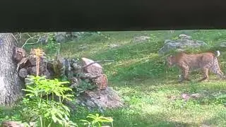 Bobcat Strolling