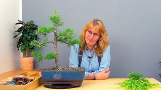 Бонсай из лиственницы (ч.12).