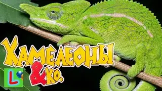 Deagostini ХАМЕЛЕОНЫ и КО МАКСИ ХАМЕЛЕОН ЛАБОРА ЛАБОРДА Деагостини