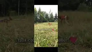 на прокат..