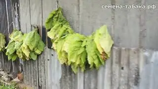 Первая уборка табачного листа в сезоне 2019. Собираем урожай.