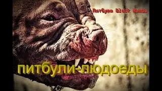 ПИТБУЛИ ЛЮДОЕДЫ