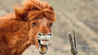 Funniest Animals - Best Of The 2021 Funny Animal Videos
