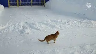 Видео ассорти января