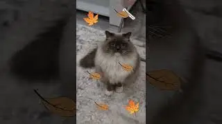 Стих про осень 🍂 