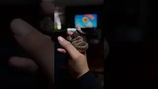 Bredli 