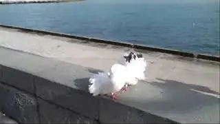 Голуби целуются...