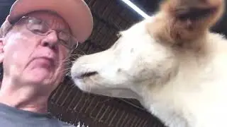 Dog kisses!