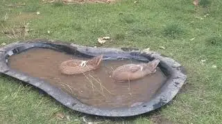 At least one of our 46-day-old ducklings has a female quack