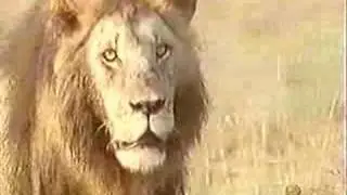 Lion infanticide 1