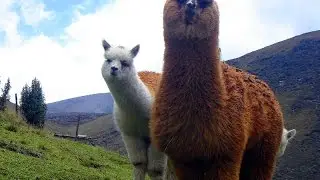 Lama animal