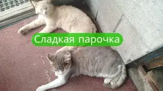 ✔Ты чо такой борзый🙀, Малыш🐱?✔