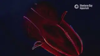 Meet the bloody belly comb jelly | Critter Corner