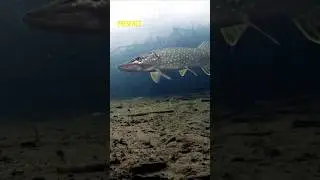 ЦОЙ пел про РЫБАЛКУ?!! 😁😱👍 
