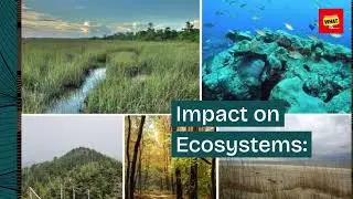 What is the difference between photosynthesis and chemosynthesis