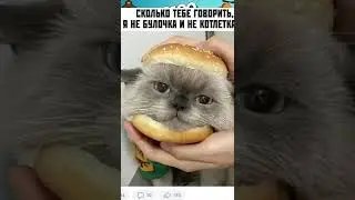 Мемы 
