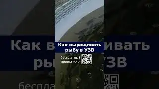 Как выращивать рыбу в УЗВ #система #узв #акварост #бизнесвдеревне