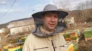 Пчелки поехали отдыхать в Адыгею (видеозарисовка)