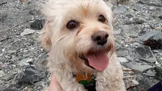 Attempting Plein Air Painting with my Dog | Vlogish/Timelapse/Adventure | Watercolor with Hollis