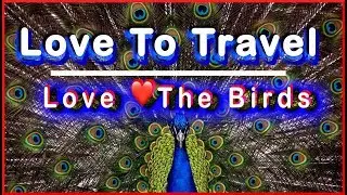 Love ❤️To Travel | Love 💛The Birds #02