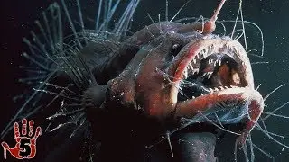 Top 5 Scariest Deep Sea Creatures
