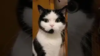 Алло, Аллочка, Ты сейчас умрёшь😸 Hello. #shorts #funny #cat #юмор #приколы #прикол