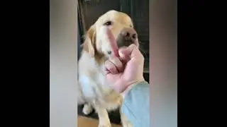 CUTE DOGS FUNNY EVER 🐕😍 #SHORTS VIDEO
