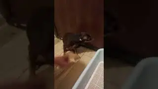 тойчик бакс и кожаная стелька