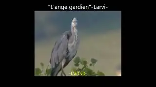 LARVI L'ange gardien 2024