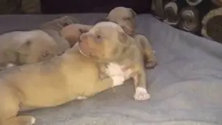 Champagne Tri Color American Bully puppies at 2 weeks