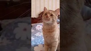 Ну очень вкусно... #cat #тикток #котики #кот