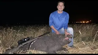 308 Remington 700 Smacks 250+lb Boar! -ATN Scope