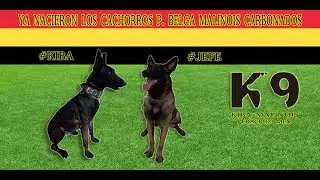 YA NACIERON!!! #cachorros #belgianmalinois #dogbelgian #malinois #razabelgiamalinois #doglife #dog