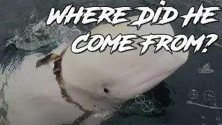 Tracking Down The Mysterious Origin Of The Russian Spy Whale