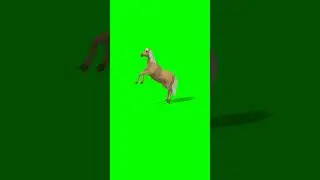 #greenscreenvideo