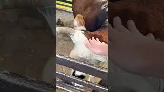 Olivas de Gramado no Rio Grande do Sul