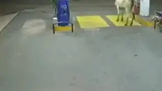 Chased by a cow that came out of nowhere