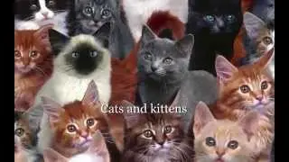 Cats and Kittens by Roger Subirana Mata