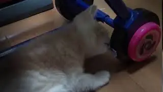 meomeocl 131 clip2