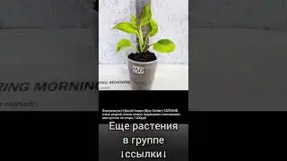 29.04.24 #Растения почтой🌿Липецк🌸Эпипремнумы🌿Филодендрон🌸Орхидея🌿Сингониумы🌸 #цветы #растения